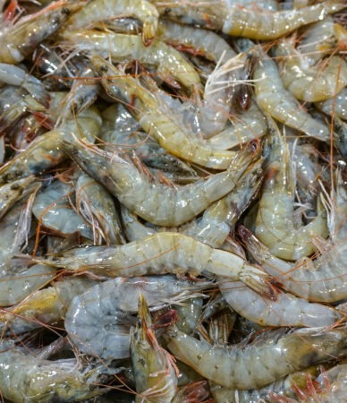 camarones frescos como fondo marino