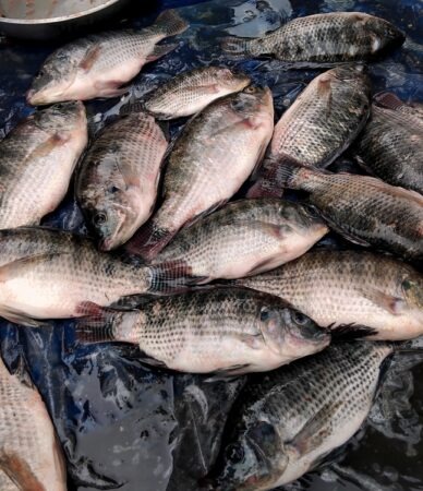 tilapia, pescado, fresco, tilapia, en, mercado tradicional